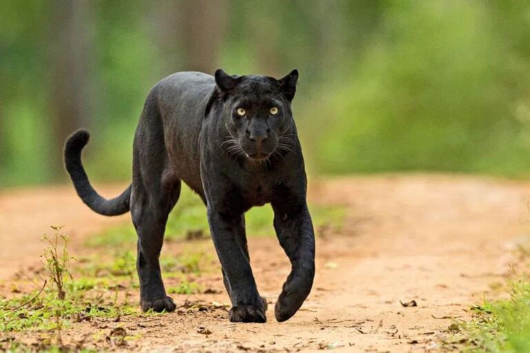 Big Cat Mystery: Black Panthers in UK Countryside? Black Panthers